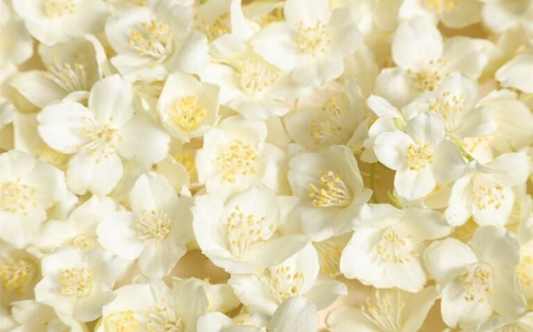 jasmine name meaning in the bible