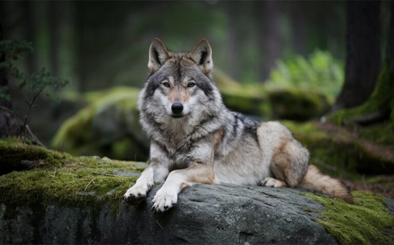 native american name meaning wolf